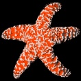 Starfish Systems