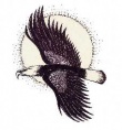 Randall Carlton & Associates Ltd.