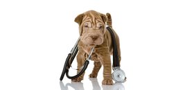 City Veterinary Hospital