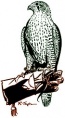 Hawkeye Bird and Animal Control