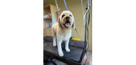 Dog Groomer Calgary
